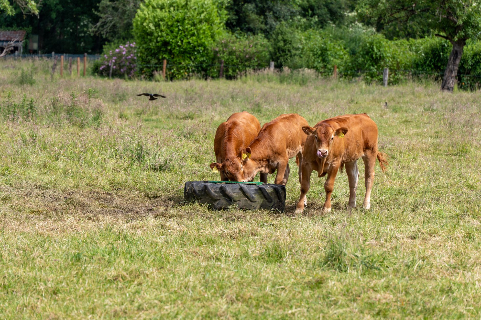 Protéines végétales ou animales pendant le cycle
